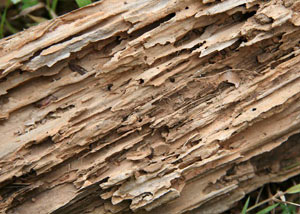Termite-damaged wood showing rotting galleries outside of a Irvine home